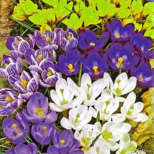 100 Krokuszwiebeln Mischung - Winterharte Blumenzwiebeln Aus Holland