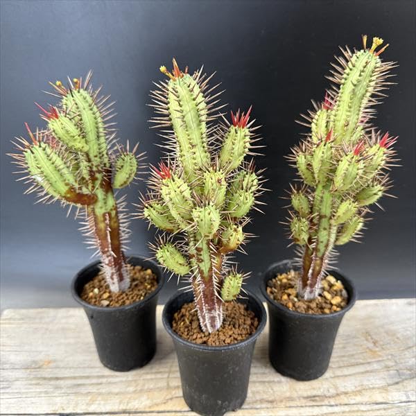 Amazon｜多肉植物 ユーフォルビア 紅彩閣 3個セット｜観葉植物