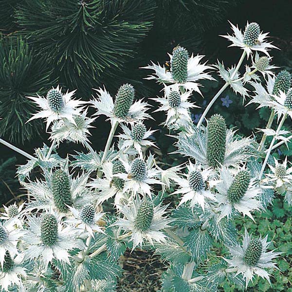 Mr Fothergills - Flower - RHS Eryngium Silver Ghost - 50 Seeds