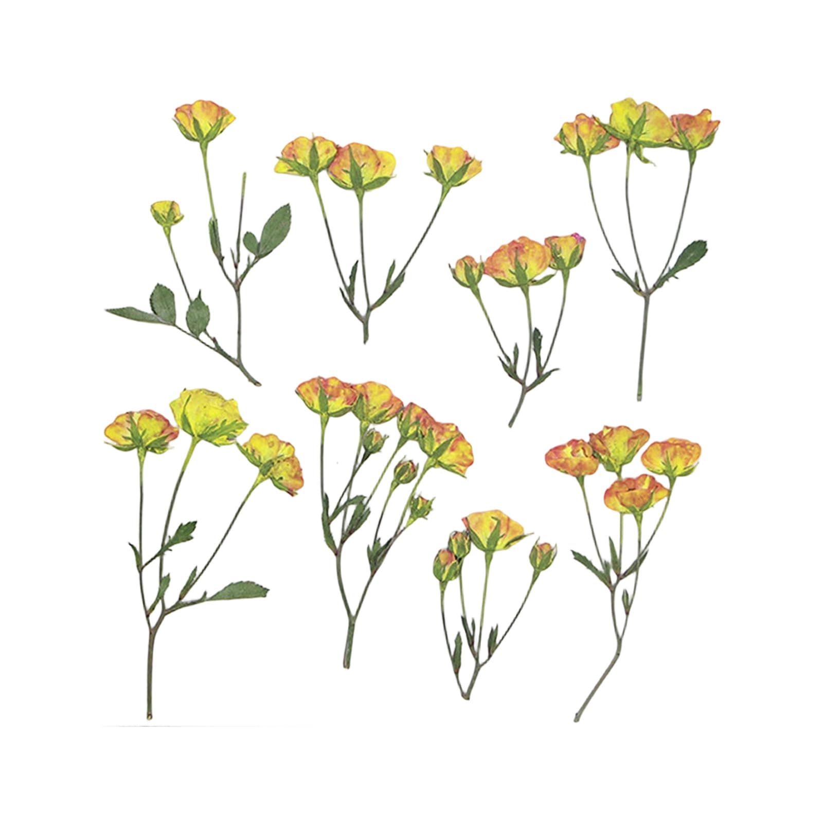Oxxggkao 36Pcs Dried Flower Stems Pressed Plant Specimens for Home Decoration Romantics Table Centerpieces Dried Flower Arrangement