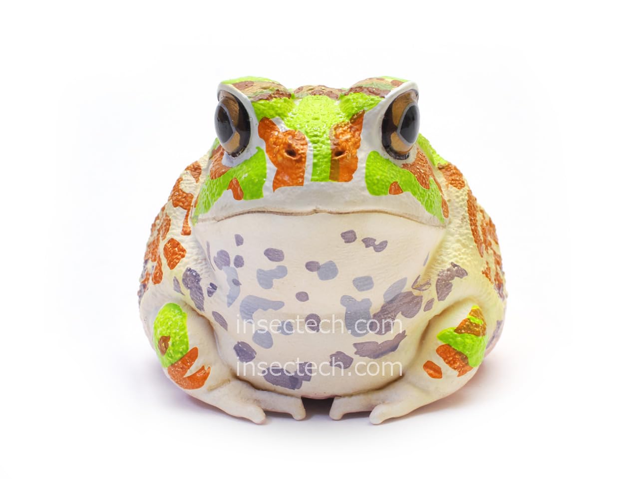 Amazon.co.jp: 【動物の惑星】チャコガエル フィギュア完成品