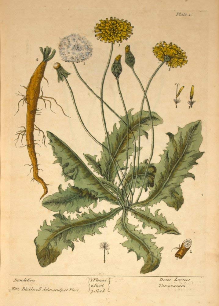 World of Art Global Vintage Plant Anatomy and Morphology 'Dandelion', from 'A Curious Herbal', Elizabeth Blackwell, England, 1737-1739, Reproduction 200gsm A3 Vintage Poster