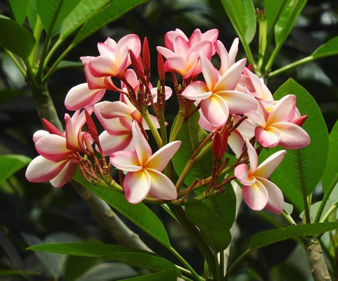 See full amazon price history chart for Champa/Chapa/Naag Champa/Plumeria/Flower PLANT "Special Variety" Hybrid Healthy Plant pack of 1 Champa/Chapa/Naag Champa/Plumeria/Flower PLANT "Special Variety" Hybrid Healthy Plant pack of 1 (B0C3WHNQYL) Amazon Price History, Amazon Price Tracker