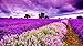 Superpower® Romántico 1000 Piezas Púrpura Cielo Provenza Flor de Lavanda Mar Flores Campo Atardecer Puesta de Sol Paisaje Adultos Juegos Pintura al óleo Puzzles de Piso de Madera