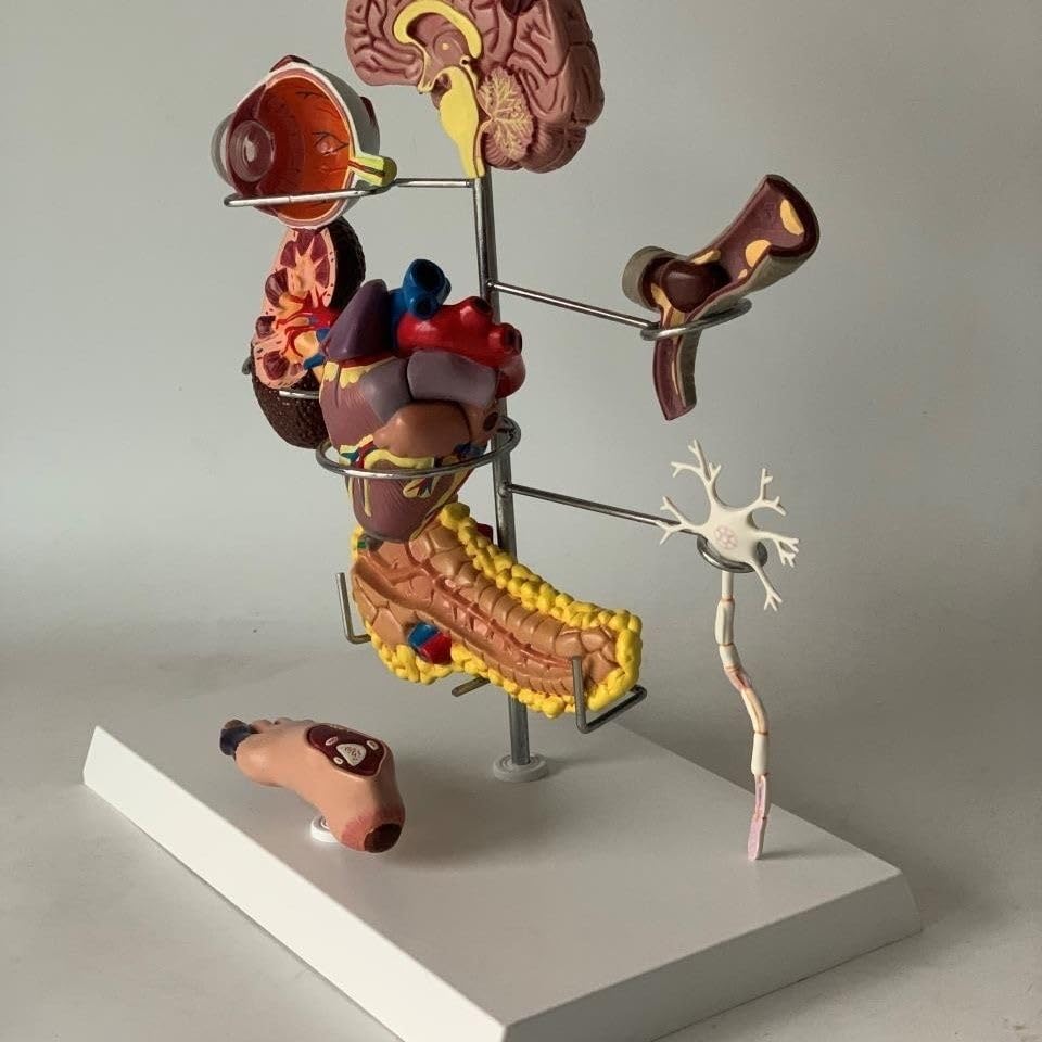 Human Diabetes Pathology Model Teaching Anatomical Model 8 Parts Pancreas Anatomy Model