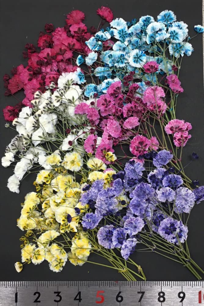 Amazon | 押し花セット カスミソウMix 押し花 かすみ草 ハンドメイド