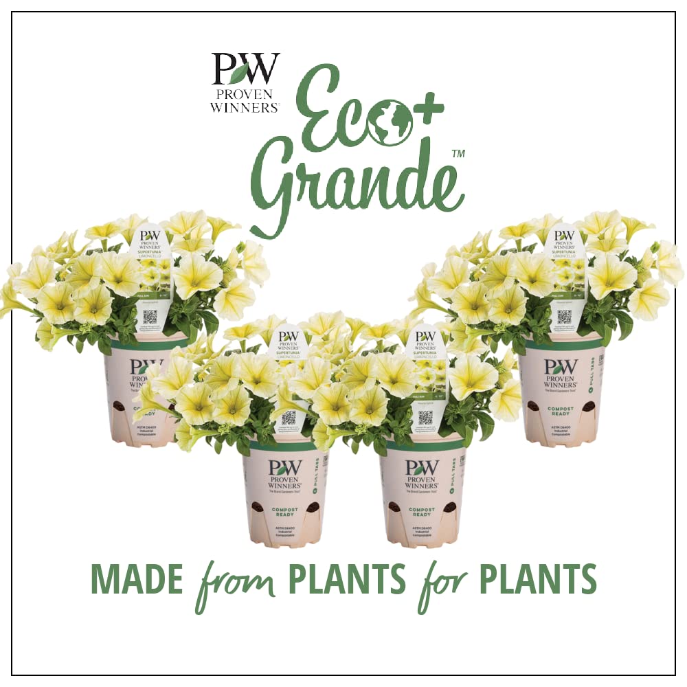 Amazon.com : 4.25 in. Eco+Grande Supertunia Limoncello (Petunia