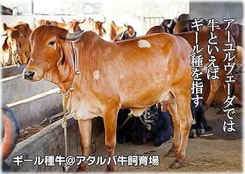 Amazon | サフランとローズのギークリーム アタルバ フェイスクリーム