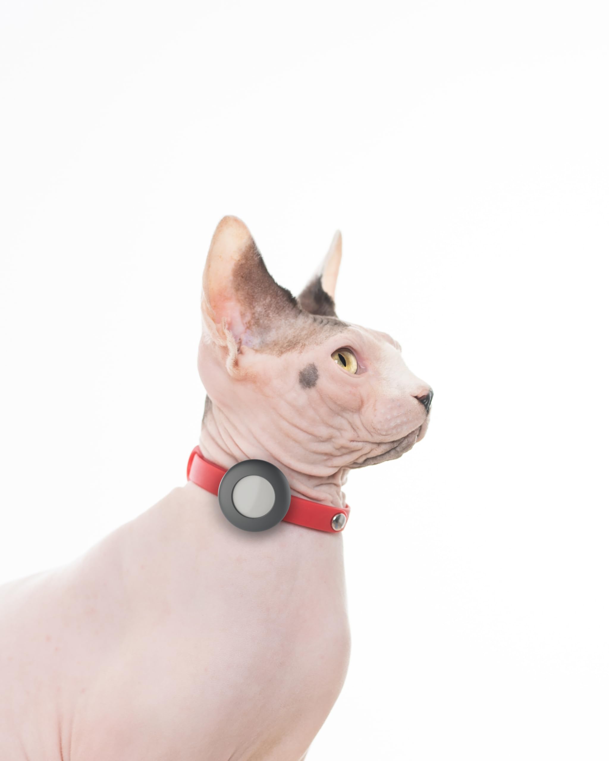 Nuvuq AirTag Katzenhalsband – Breakaway-Sicherheit, Weich, Verstellbar 15-25 Cm, Mit Halterung