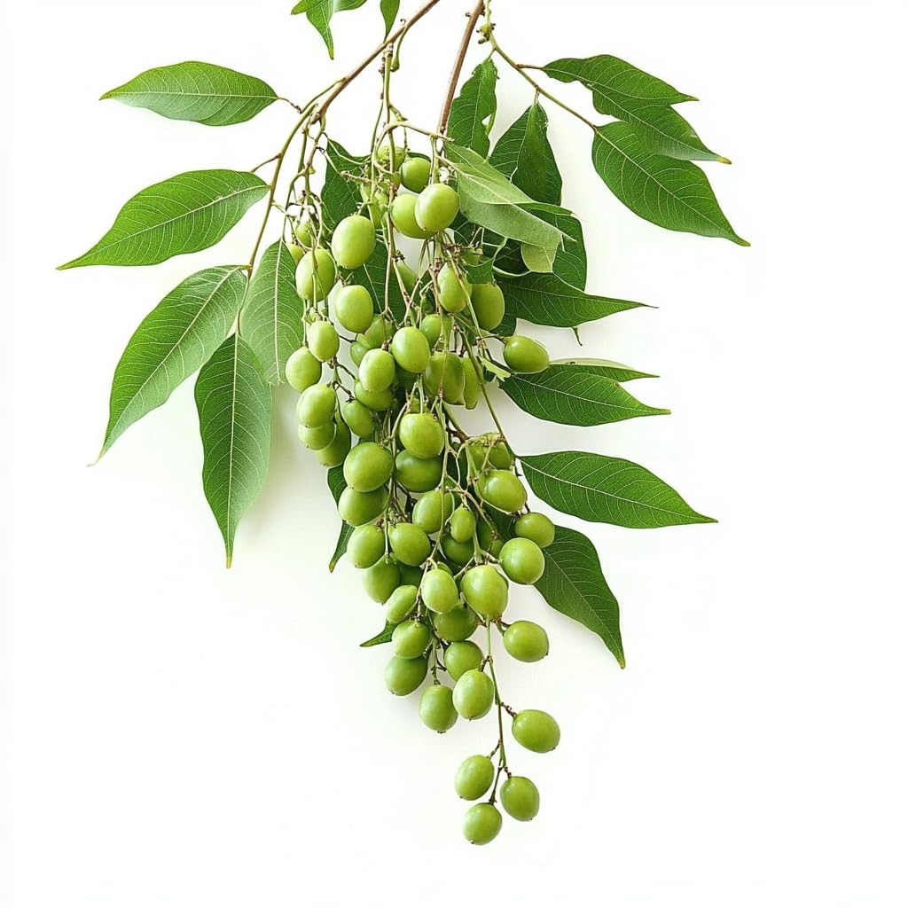 5 Neem Seeds - Neem - SemiSauvage Permaculture