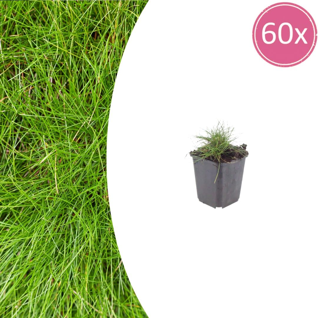 Festuca gautieri Kostrzewa ozdobna, 24 rośliny, Ø 9 cm, wysokość 10-25 cm, zimozielona trawa ozdobna – łatwa w pielęgnacji i przyjazna dla wysuszenia, do grządek i ogrodu skalnego