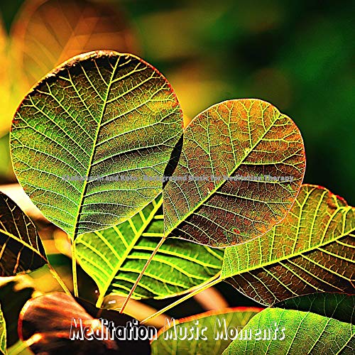 Shakuhachi and Koto Background Music for Meditation Therapy von