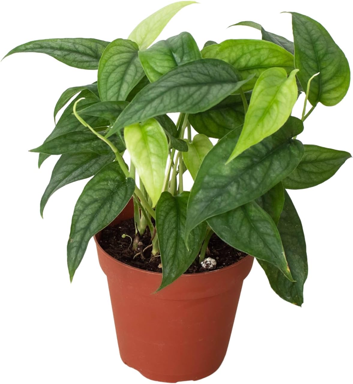 Live Philodendron Siltepecana Indoor Plant, 4-6 inch, Silver Monstera i