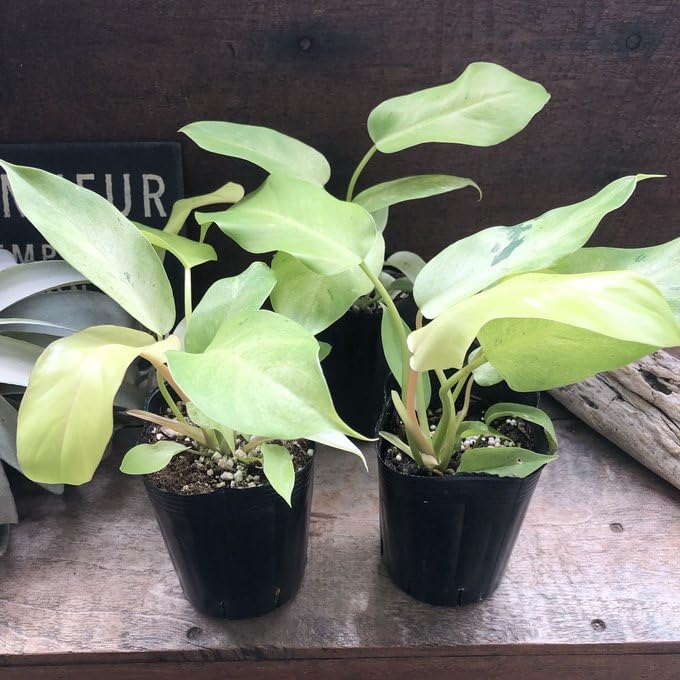 フィロデンドロン スノークイーン Amazon | フィロデンドロン スノードリフト 斑入り 観葉植物