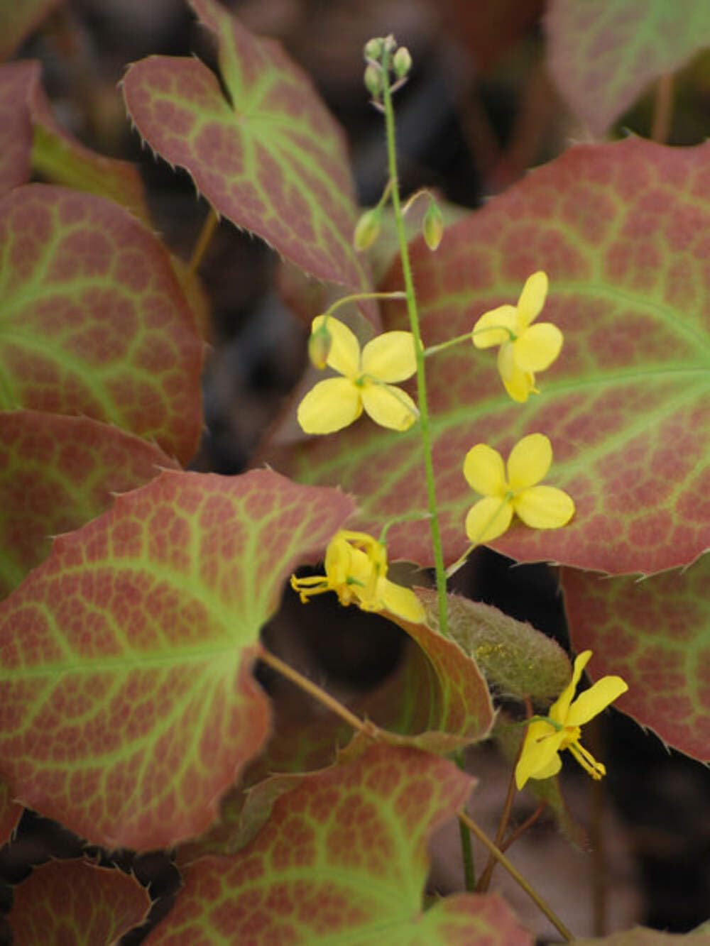 Epimedium Frohnleiten
