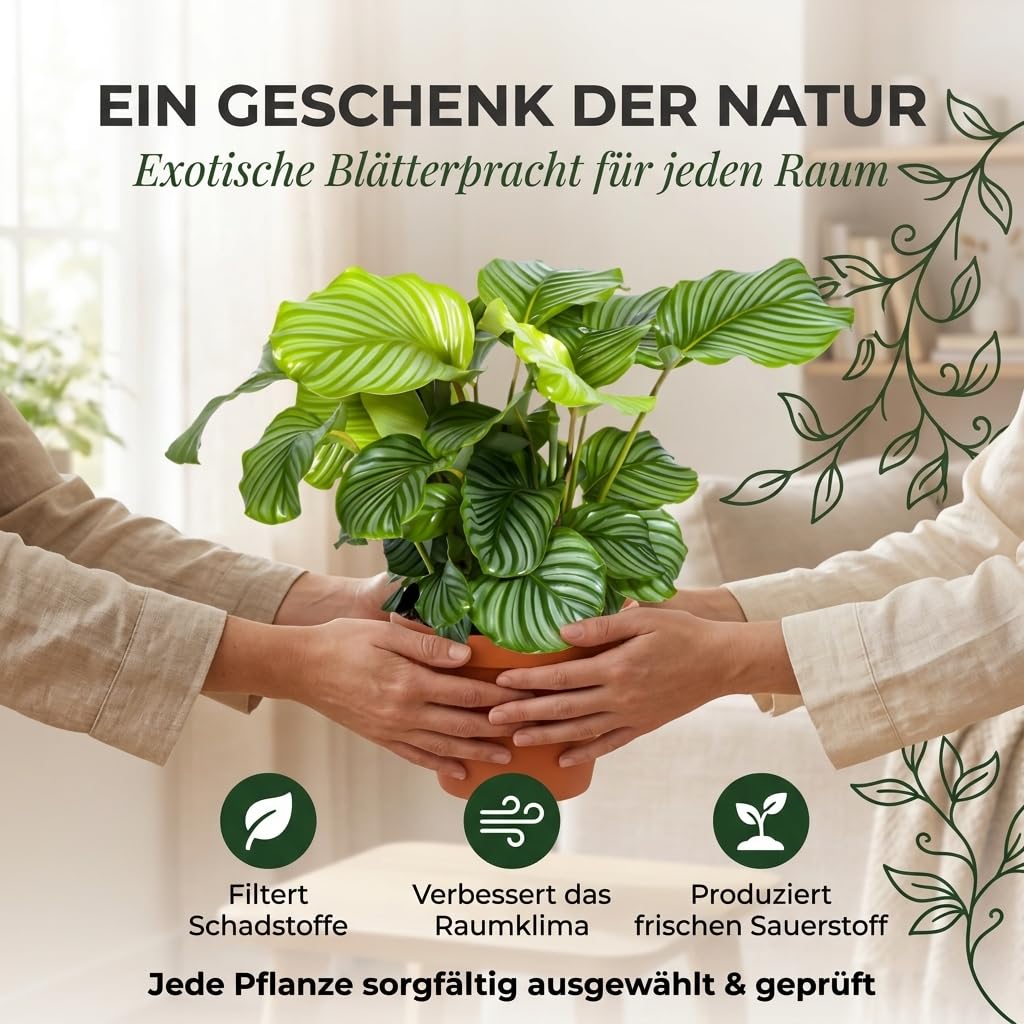 Blume Ideal Kalathea + 4 x cynkowa doniczka | Kalathea | ok. 40-50 cm | Ø 12-15 cm doniczka | łatwe w pielęgnacji rośliny pokojowe do mieszkania i biura | jakość profesjonalnych roślin | idealne