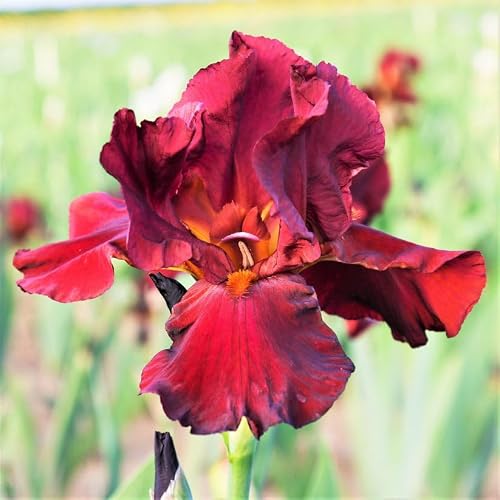 Bernie’s Legacy Re-Blooming Bearded Iris
