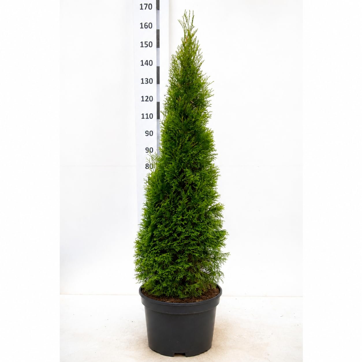 15st. Thuja Smaragd 140-160cm ohne Topf gemessen | XXL Lebensbaum | Immergrüne Heckenpflanze | Schmal, pflegeleicht & winterhart, Baumschulqualität, Topfware