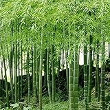 Fácil de plantar, fácil de cultivar