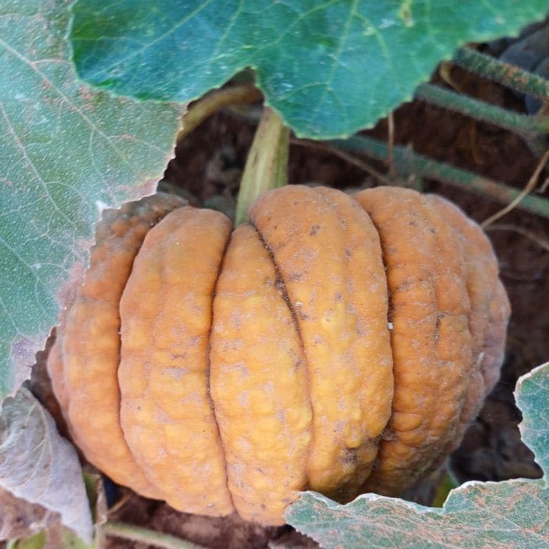 Calabaza de 2 kg
