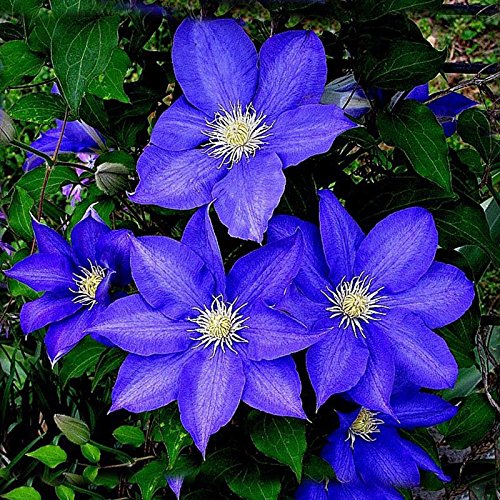 PandaBiu1618 300PCS Clematis semi blu Hybridas Hanging Fiori in Vaso Balcone Piante