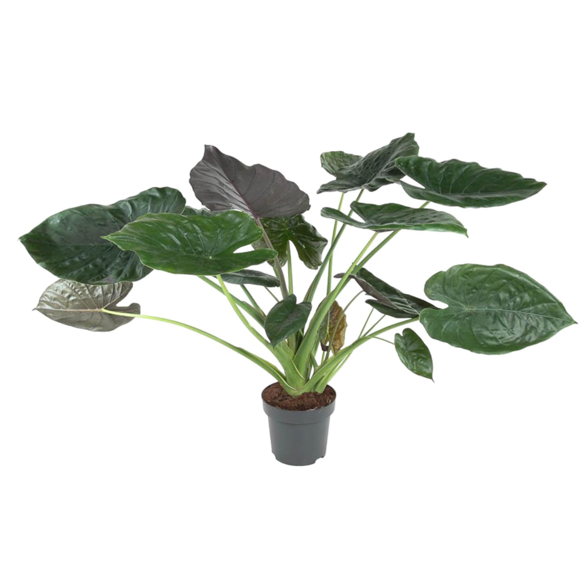 Roślina Alocasia Wentii, dekoracja wnętrz, zielono-fioletowa, 120 cm, ø32