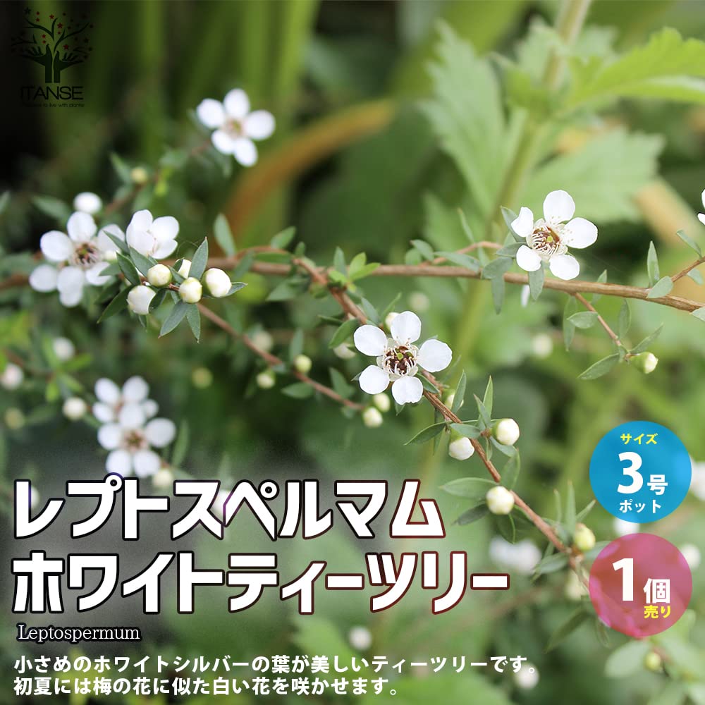 Amazon.co.jp: ITANSE レプトスペルマム ホワイトティーツリー 3