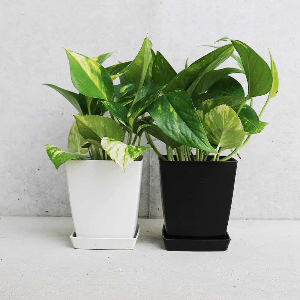 6　巨大ポトス　ハブカズラ　ゴールデンポトス No.1【沖縄から♪】ハブカズラ(巨大ゴールデンポトス)♥️発根済み