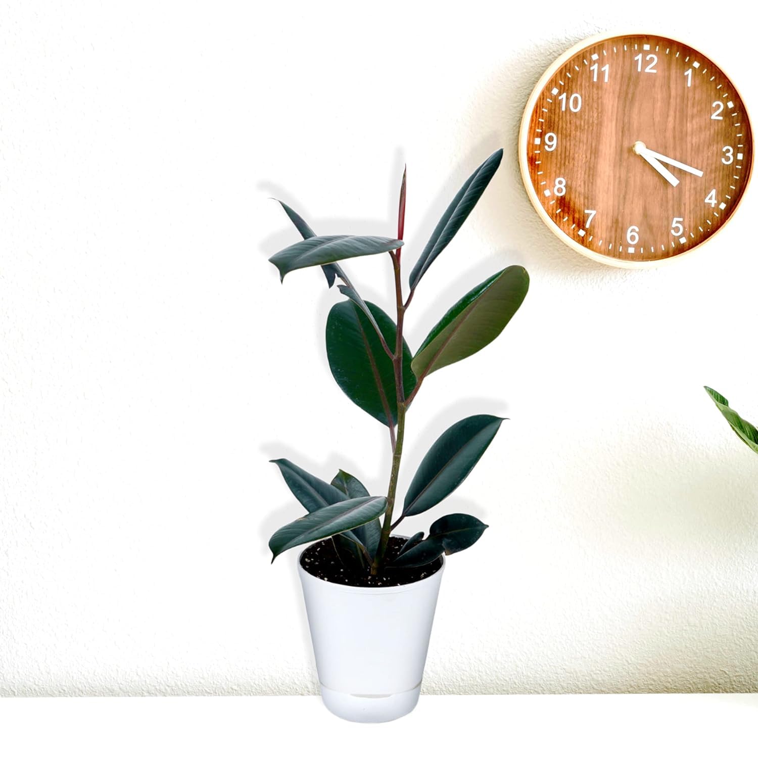 Plant A Leaf Live Ficus Lyrata Fiddle Leaf Fig Indoor Outdoor Plant with Self Watering Pot for Table Top & Home Decor/Living Room/Bedroom/House/Balcony Pot/Home Decoration Items (Pack of 1) (B0B6V5X4CD) Amazon Price History, Amazon Price Tracker