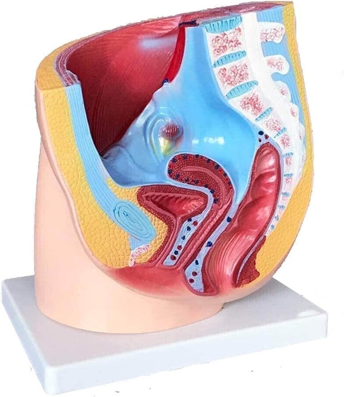 Modele anatomii człowieka - miednica żeńska i układ moczowo-płciowy, przekrój środkowy, pomoce edukacyjne i badawcze ginekologiczne, narzędzia edukacyjne