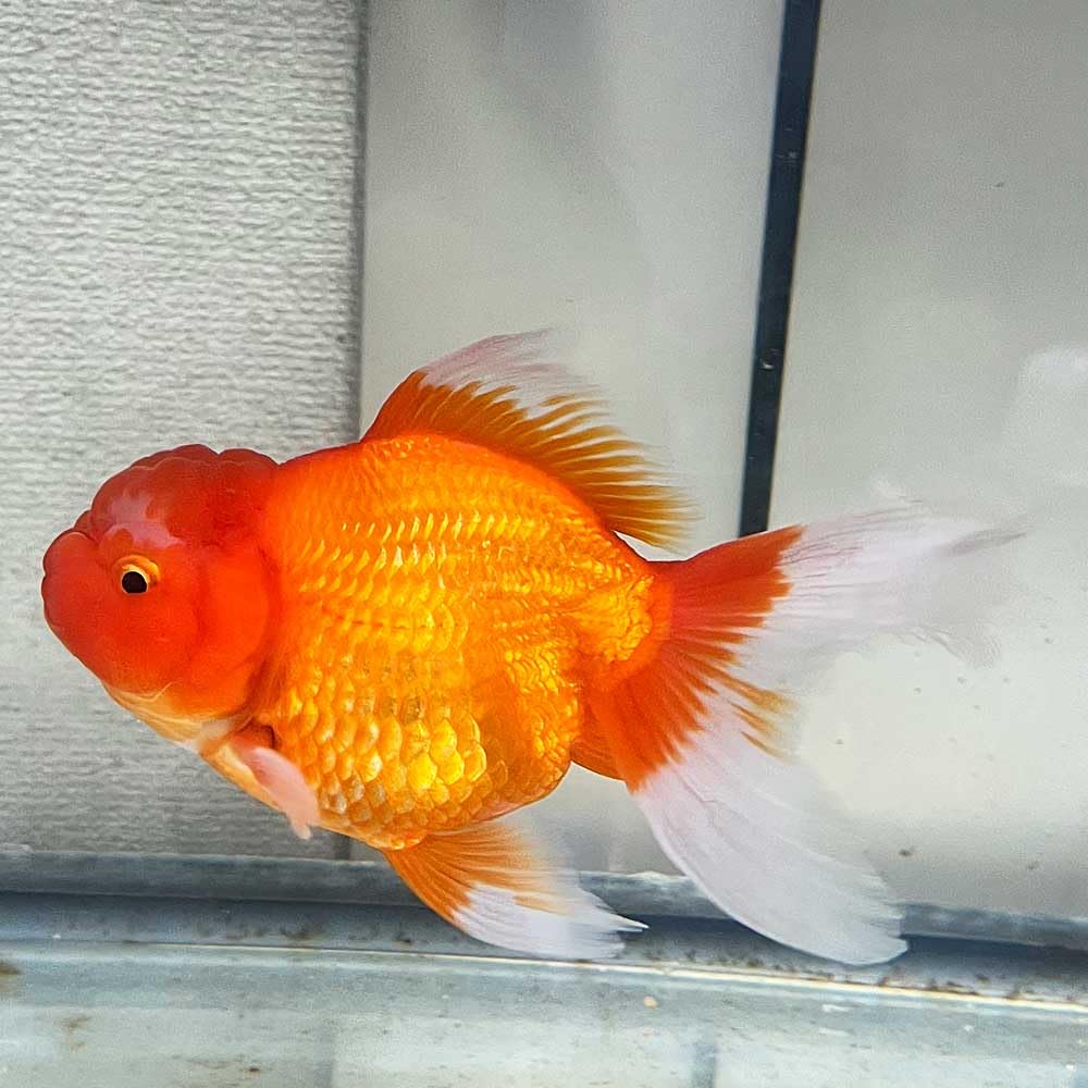 四国オランダ 2歳19センチ