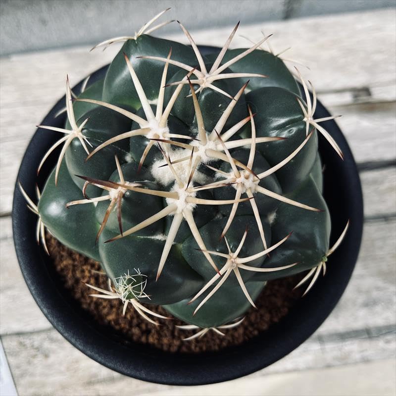 Amazon｜サボテン：コリファンタ 安宅象牙丸*幅11cm【現品をお届け