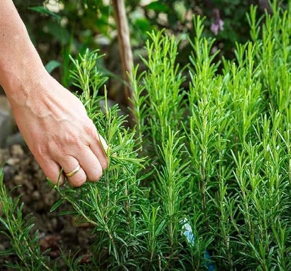 Image of Live Rosemary Plant with Pot | Rosmarinus Officinalis Aromatic Herbal Plant | Medicinal Herb for Kitchen Garden Food Salad Cooking | Fragrant Evergreen Plant for Home Garden | Pack of 1