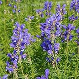 Blumixx Stauden Dracocephalum ruyschiana – Blauer Drachenkopf, heimische Staude, winterhart & bienenfreundlich – mehrjährig & pflegeleicht – ca. 30–40 cm – für Beet, Naturgarten & Steingarten