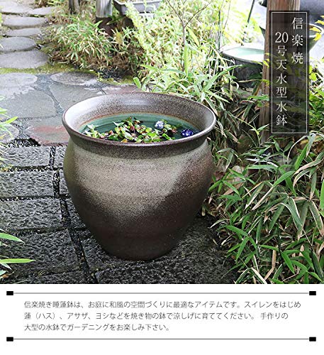 Amazon.co.jp: 信楽焼 睡蓮鉢【20号天水型水鉢 su-0227】すいれん鉢 蓮