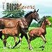 Horse Lovers 2017 Mini 7x7