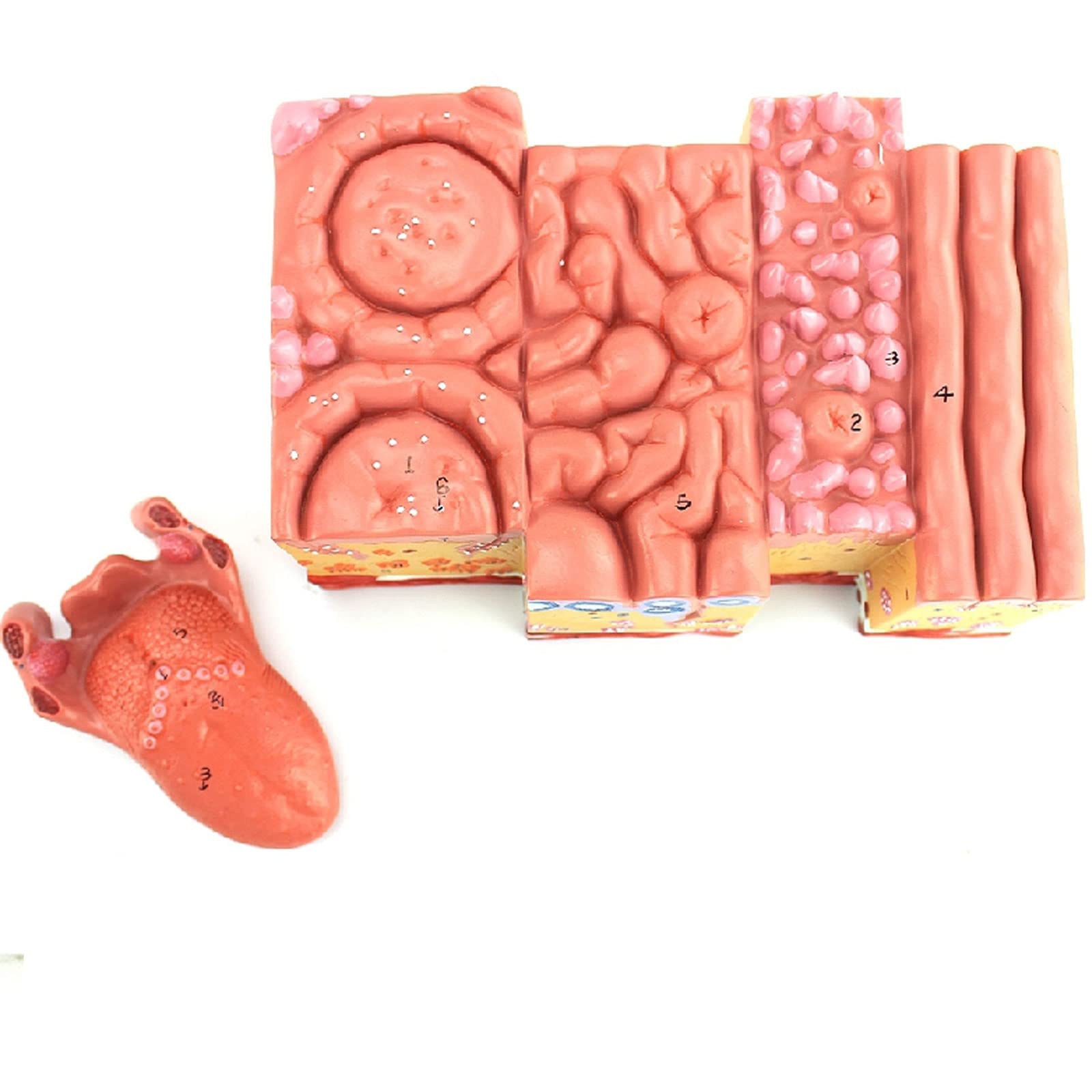 Modelo De Anatomía De La Lengua Humana Recubrimiento De La Lengua Lengua Papila Palas Gustativas Enseñanza De Gastroenterología Oral