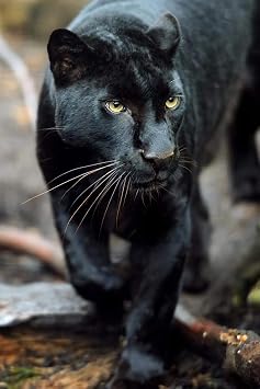 Laminated Black Leopard Wild Cat Animal Puma Jaguar Big Cat Walking Stalking Jungle Face Portrait Photo Photograph Poster Dry Erase Wall Art 12x18