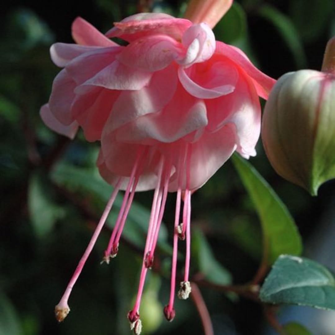 Pink Fuchsia Flower Plant for Garden, 3 to 5 Inch Tall Fuchsia Starter Plug, Live Hardy Fuchsia Plant, Fuchsia Live Plant, Pink Fuchsia Flower Starter Plant