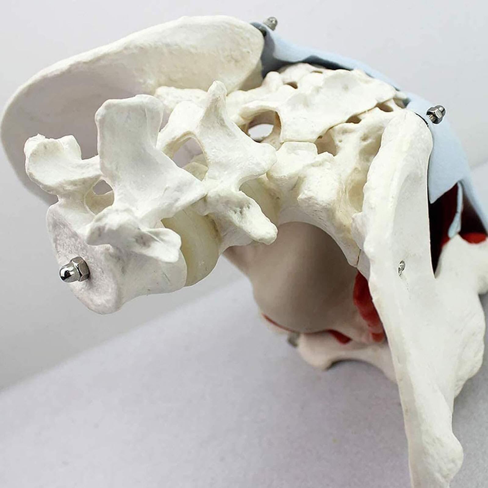 Modèle Anatomique Bassin Féminin Modèle Anatomique Médical Cadeau Gynécologie Et Muscles Amovibles Organes Pubiens Anatomie du Plancher Pelvien