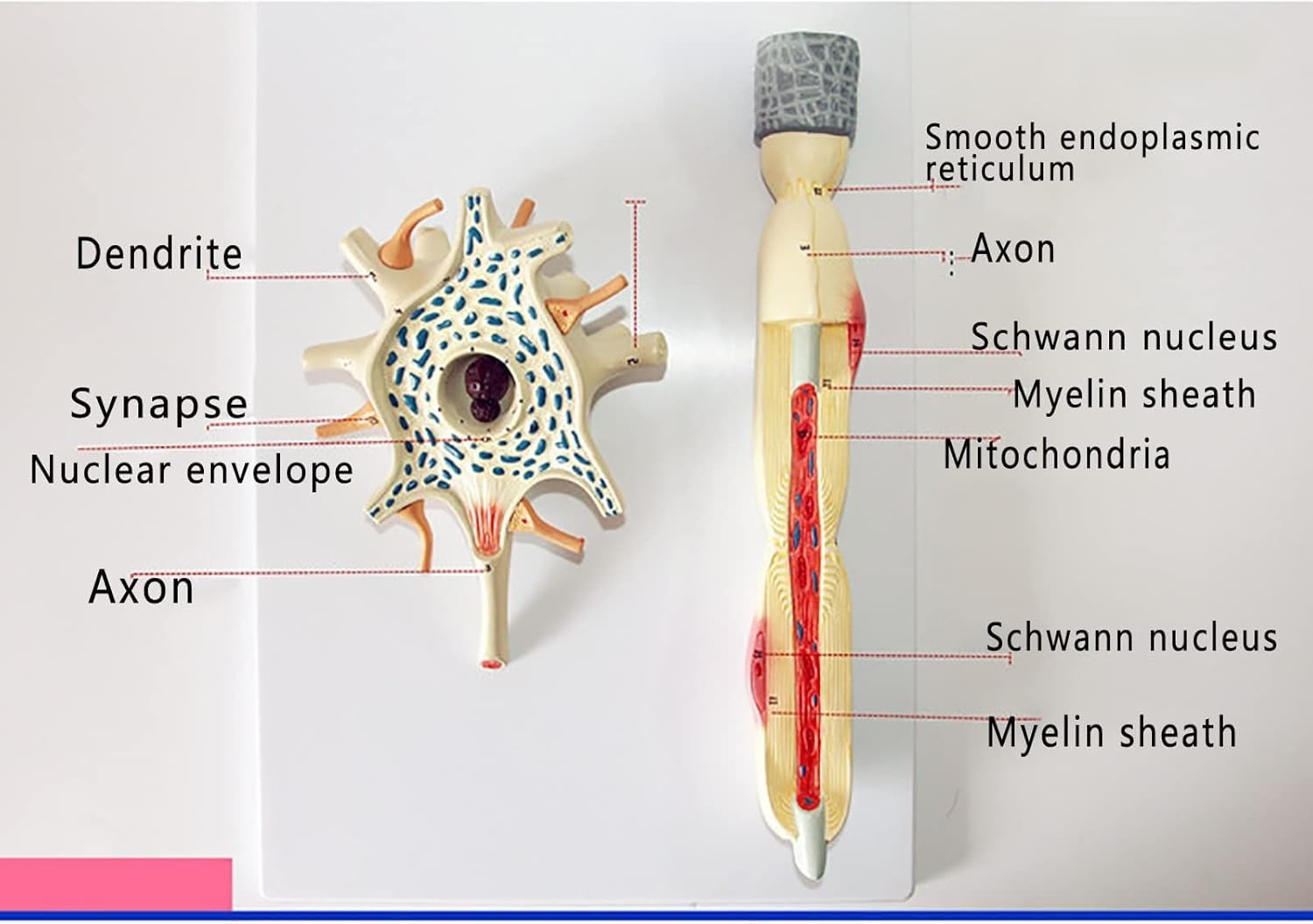 Model dioramy neuronu, 2-częściowy model anatomiczny nerwów mózgu medycznego, powiększony model struktury włókien nerwowych komórki neuronu, narzędzie demonstracyjne do celów dydaktycznych.