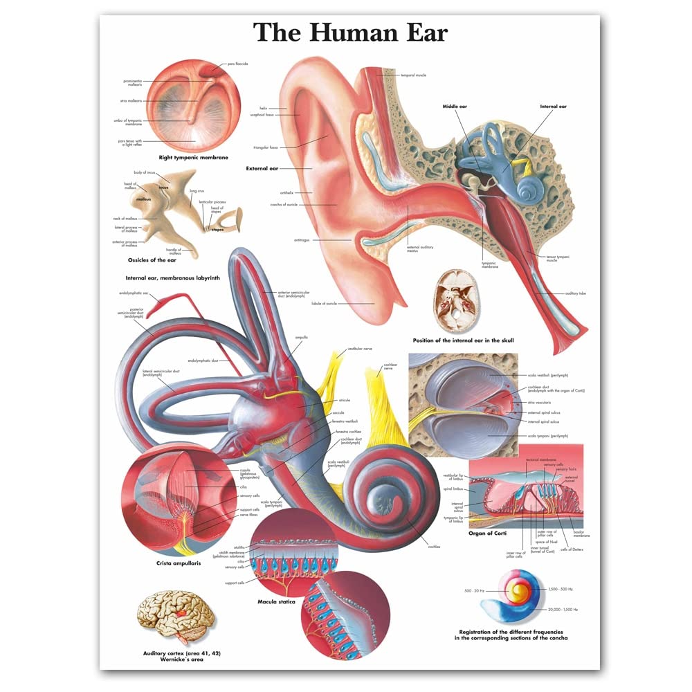 BJINAPY778 1pc Human Ear Anatomy Anatomical Charts Posters HD Prints Canvas Painting Wall Art Pictures Medical Education Office Home Room Decor (Color : A, Size (Inch) : A4 21x30cm No Frame)