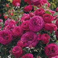 Vista 2 de Heirloom Roses Floribunda Rose Plant - Celestial Night Arbusto de rosa púrpura, planta de rosas vivas para plantar al aire libre