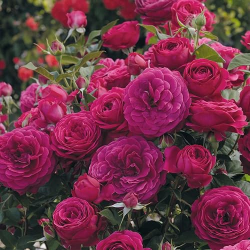 Miniatura 2 de Heirloom Roses Floribunda Rose Plant - Celestial Night Arbusto de rosa púrpura, planta de rosas vivas para plantar al aire libre