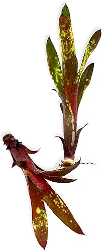 Miniatura 5 de ragnaroc Plantas vivas  Bromeliad Billbergia Aleluya 'Pup', 6-12"  1ct  Llegada viva garantizada  Plantas de interior para decoración del hogar y