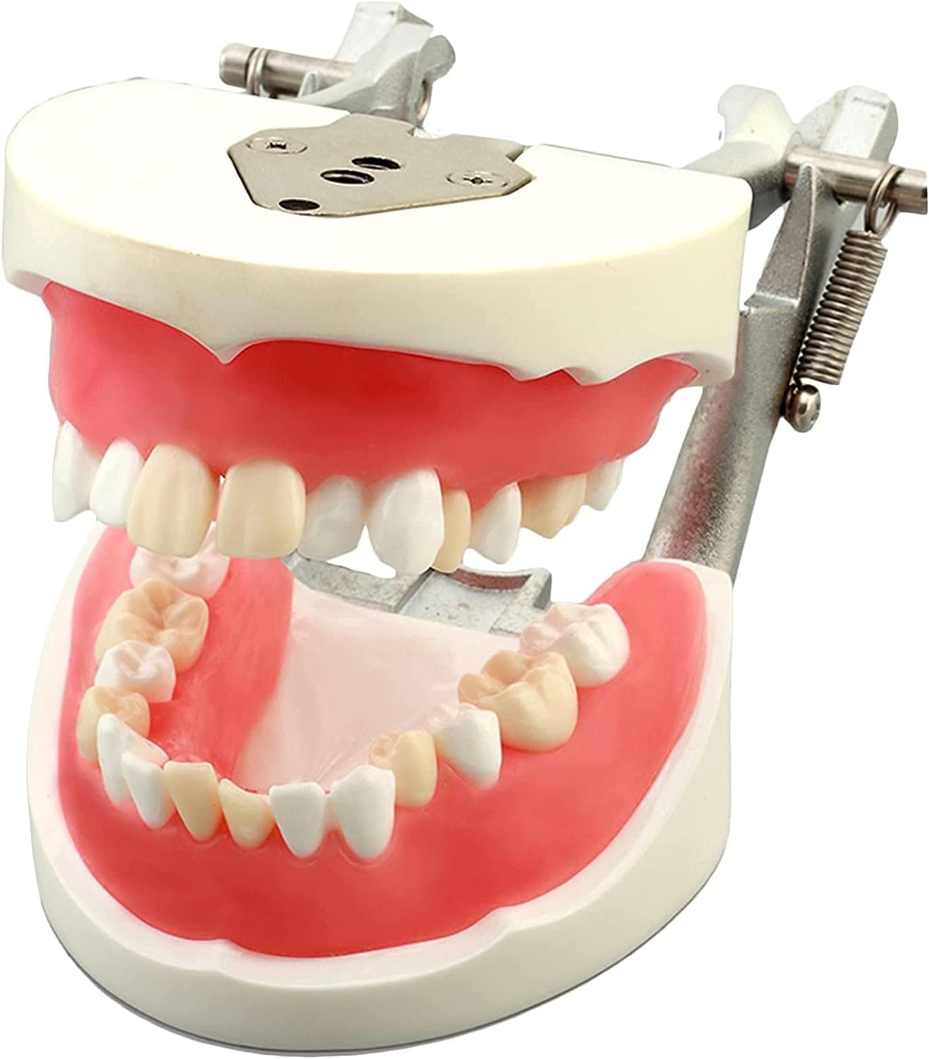Model nauczania dentystycznego, model demonstracyjny wyjmowanych zębów do treningu dorosłych, standardowe materiały do nauki praktyki dentystycznej do użytku edukacyjnego