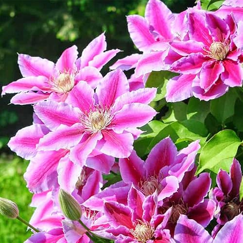 Miniatura 3 de QAUZUY GARDEN Más de 50 semillas mixtas de clemátide maravillosas flores grandes, semillas de vid perennes, rojo, rosa, morado, azul, plantación