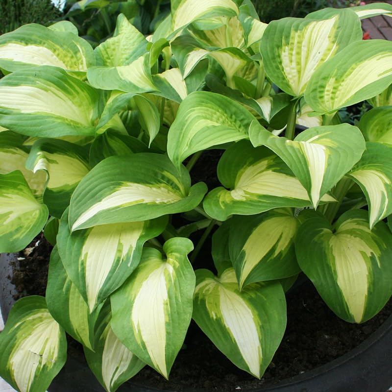 Color Festival Hosta Root