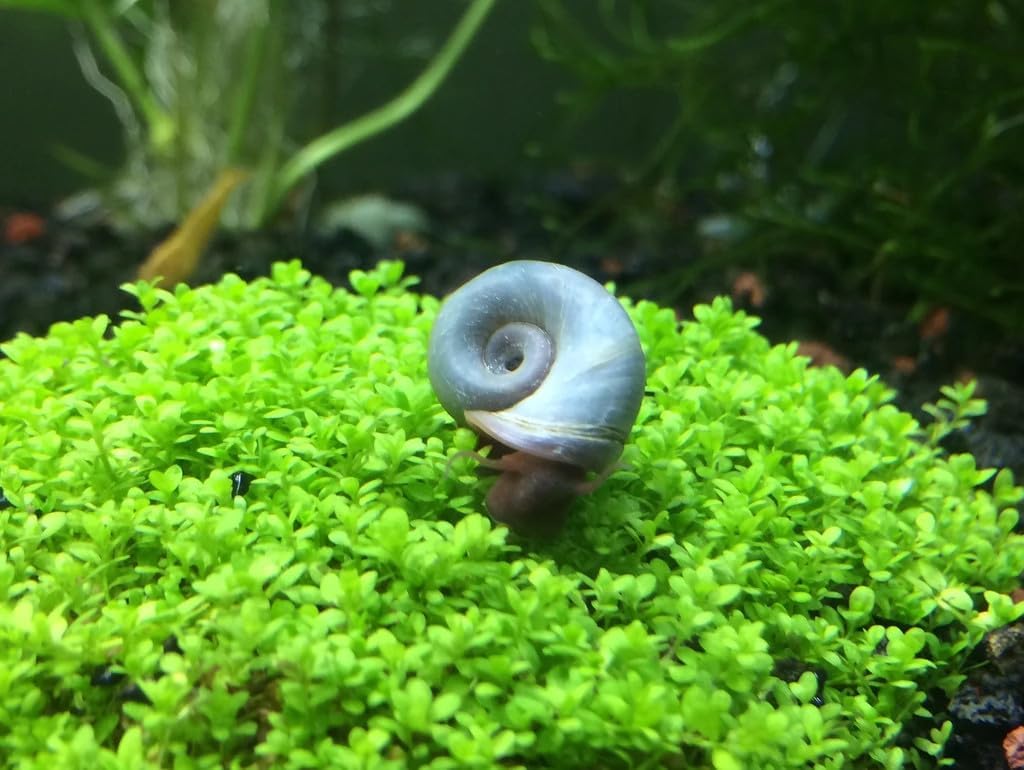 Swimming Creatures™ 5 PCS Pink & 5 PCS Blue Ramshorn Snail Live, Aquarium Exotic Freshwater Live Snail (Approx Size: 1~1.5cm)
