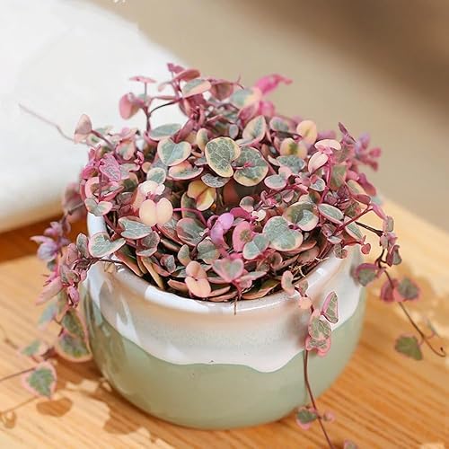 Miniatura 3 de Cadena de corazones abigarrados Plant Live, Ceropegia Woodii Variegata, en maceta de 2.5 pulgadas, vid suculenta rara para macetas colgantes de